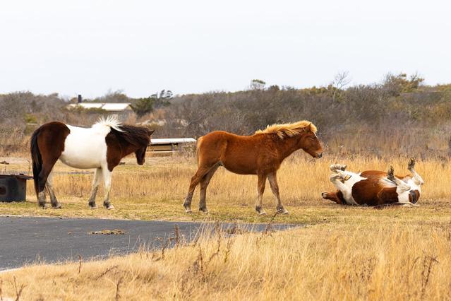 Assateague Island